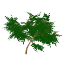 Acacia
