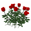 Roses bush
