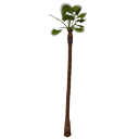 Palm tree